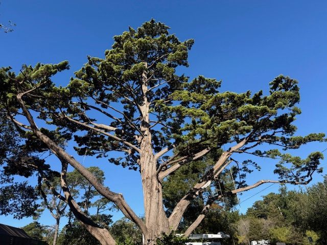 Large tree with green foliage against a bright blue sky.