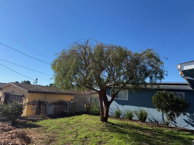 A tree with drooping branches stands in a grassy yard, flanked by houses under a blue sky.