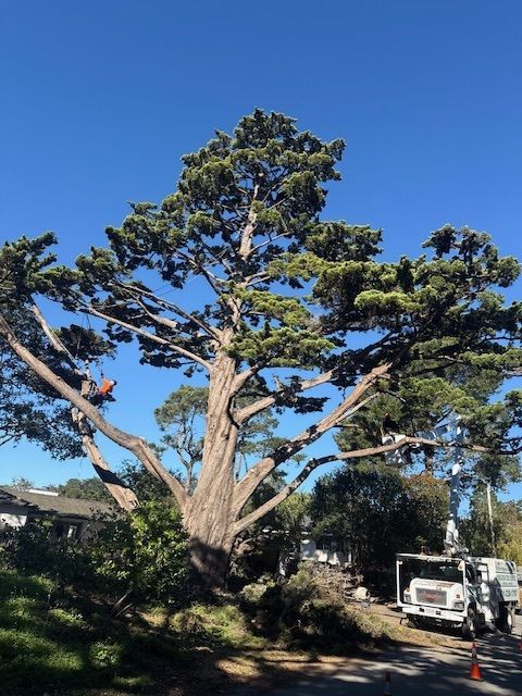 Tree being trimmed by a worker in an orange harness; truck with lift parked on street. Sunny day, blue sky.