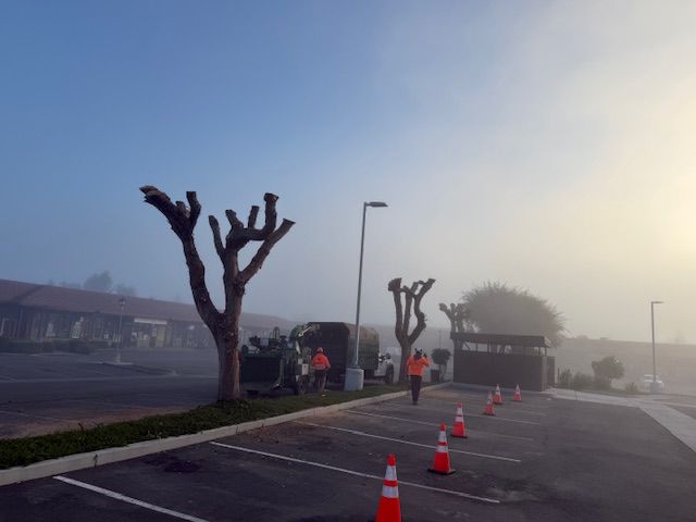 Parking lot on a foggy morning with pruned trees, cones, and people in orange vests.