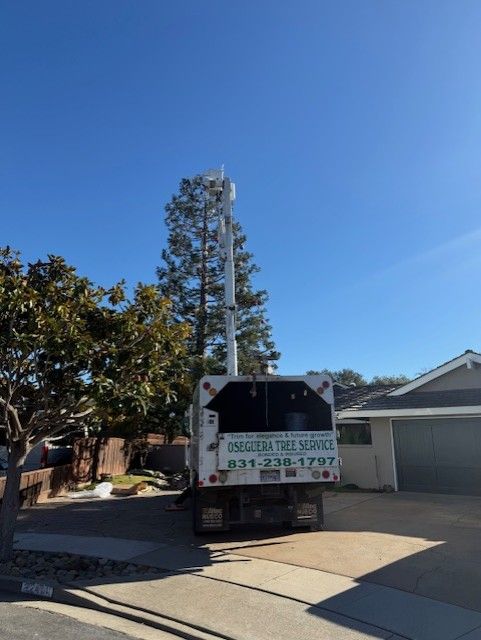 Tree service truck with a tall crane next to a cell tower disguised as a tree, under a blue sky.