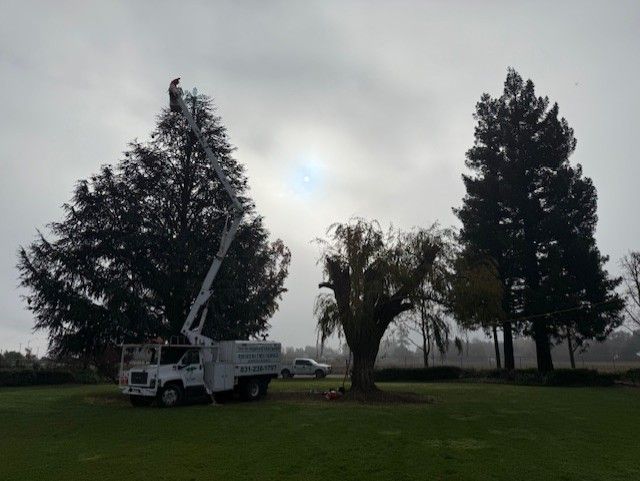Man in a lift trimming a large evergreen tree on a cloudy day; two other trees and a vehicle are in the background.