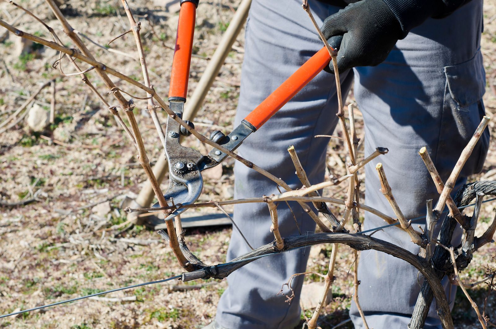 Person pruning a grapevine with orange-handled shears outdoors on a sunny day.