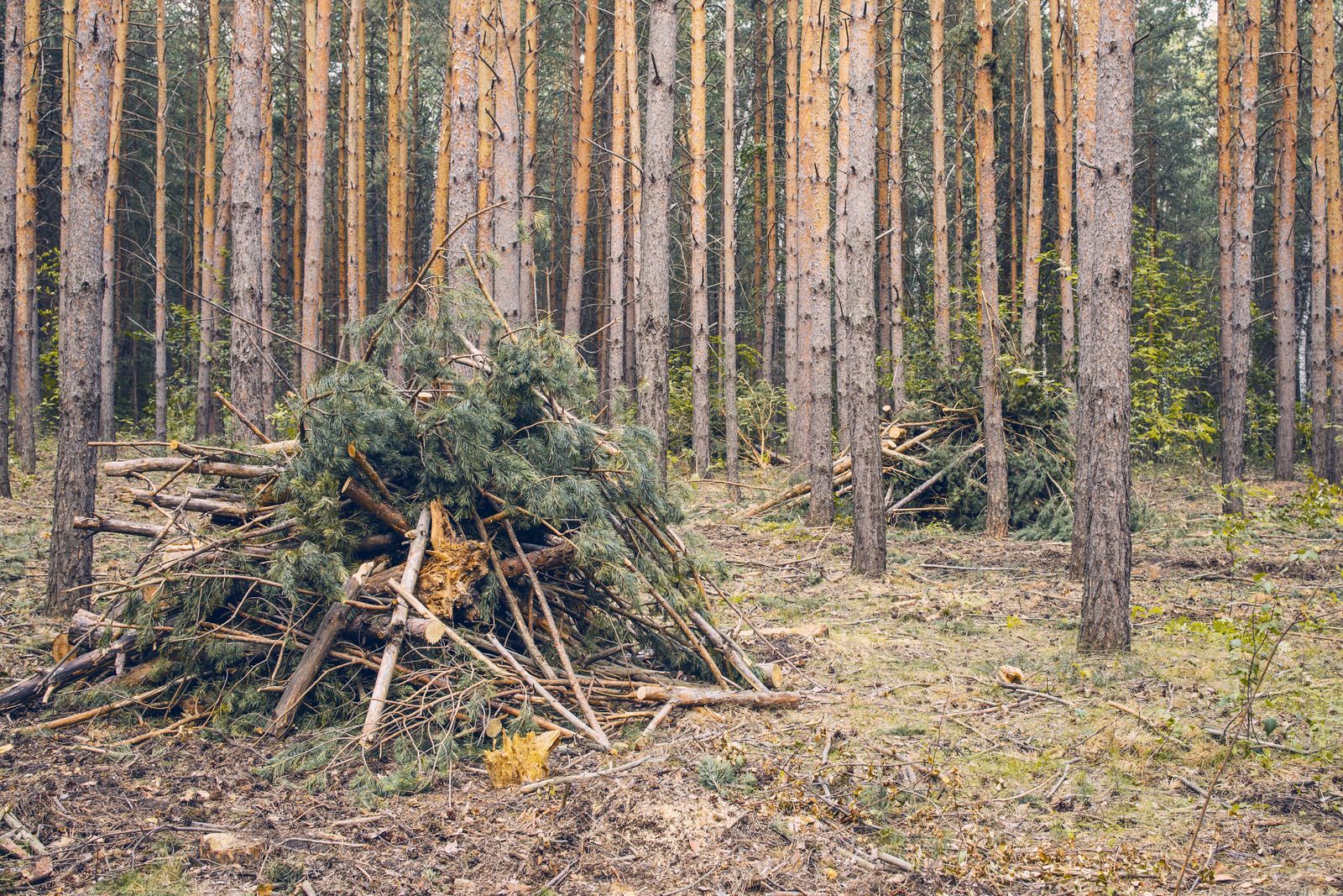 Pile of green branches and twigs in a forest clearing, surrounded by tall pine trees.