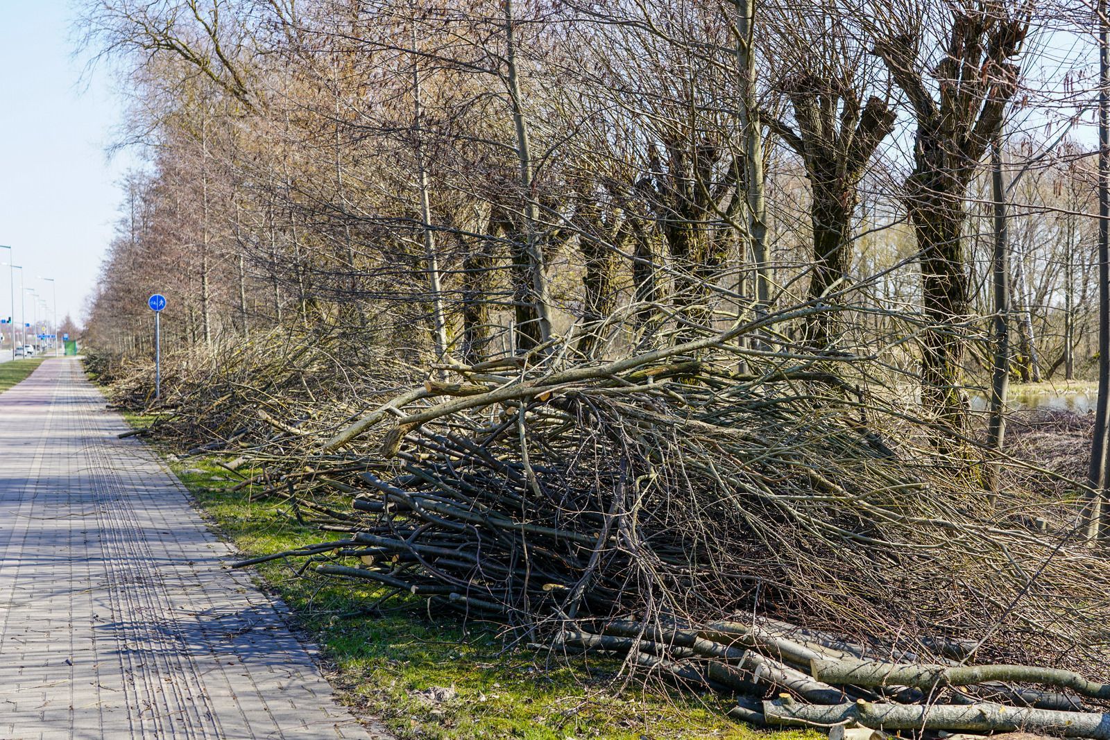A pile of logs sitting on the side of a road next to a row of trees.