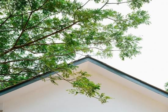 A gabled roof of a light-colored building framed by the lush, overhanging green branches of a leafy tree.