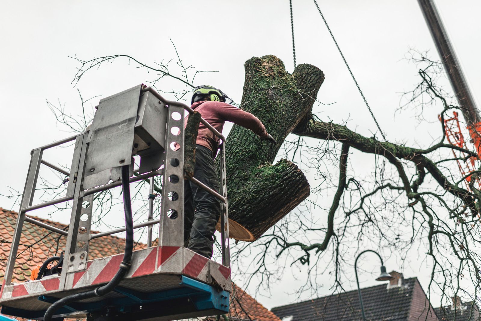 A man is standing in a lift cutting a tree.