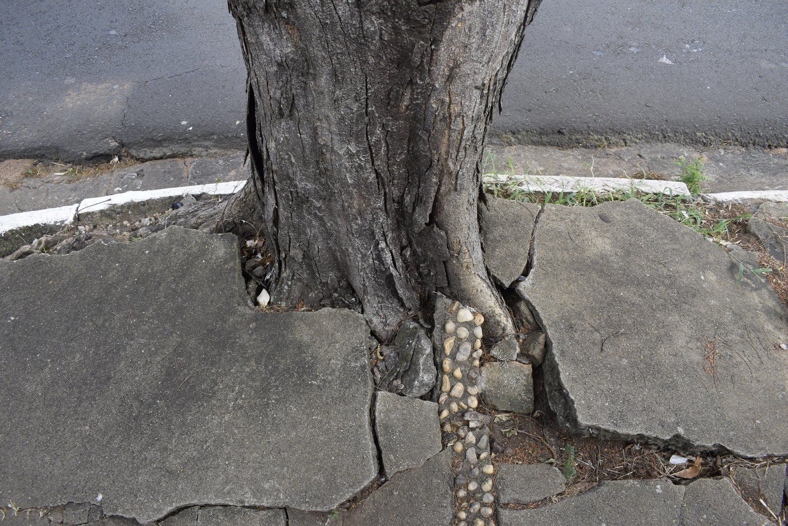 Tree roots cracking and lifting pavement; grey asphalt and tree trunk.