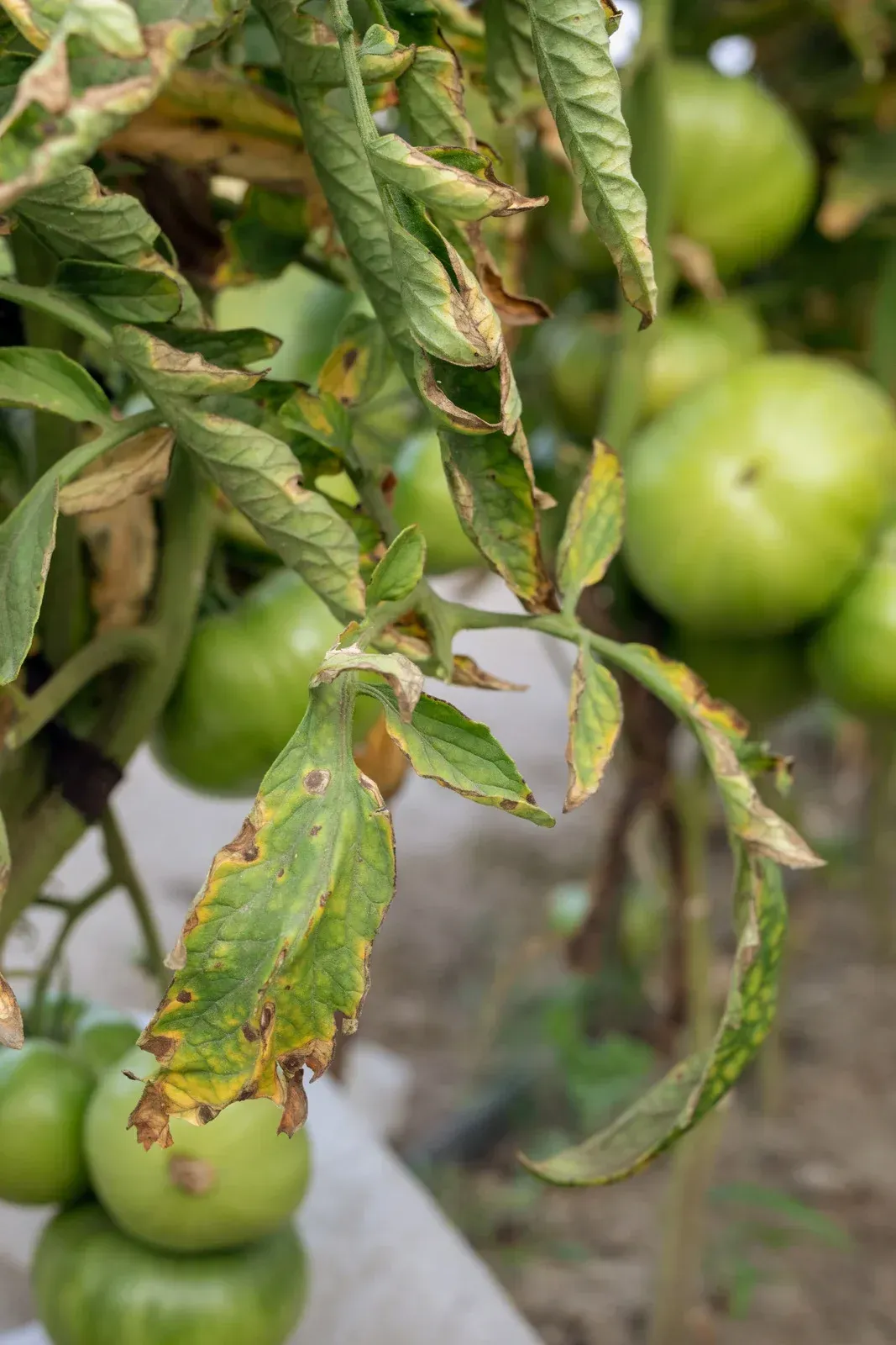 A close up of a tomato plant with green tomatoes and brown spots on the leaves.