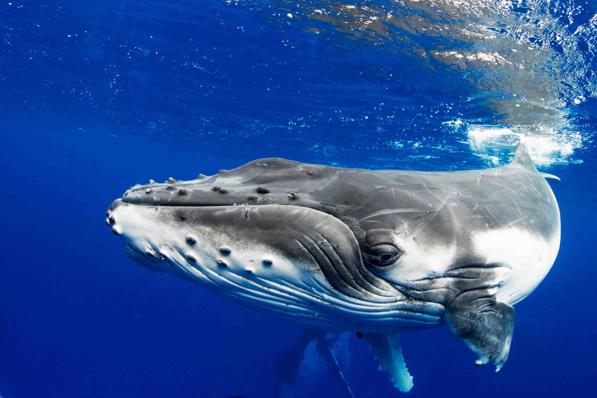 Up close shot of a whale passing by