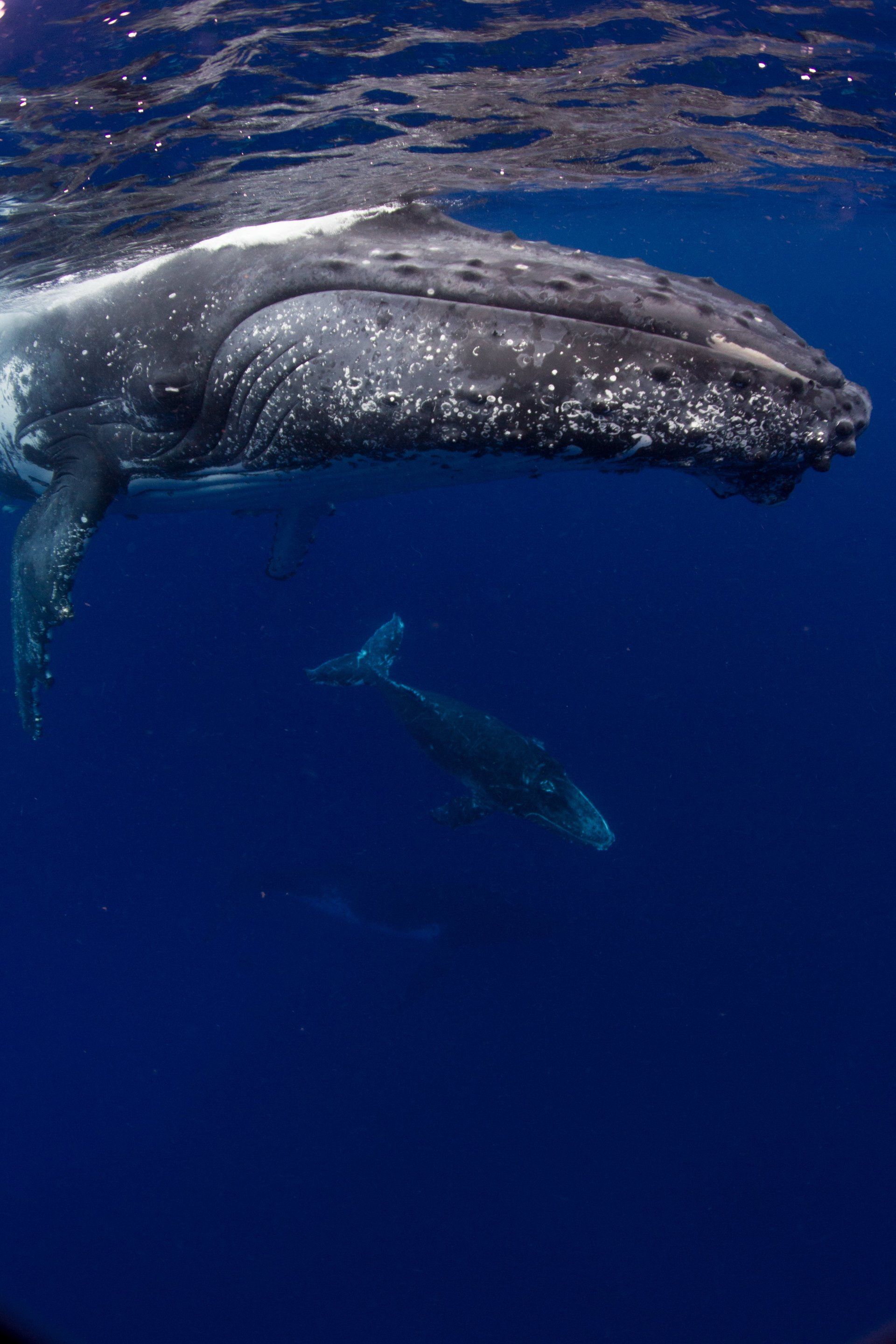 trio of whales, each fading off into the distance