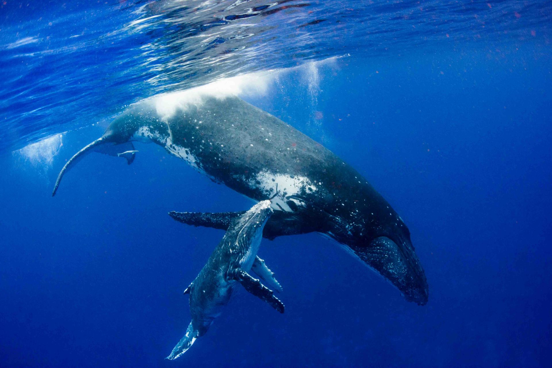 Mum and calf at the surface