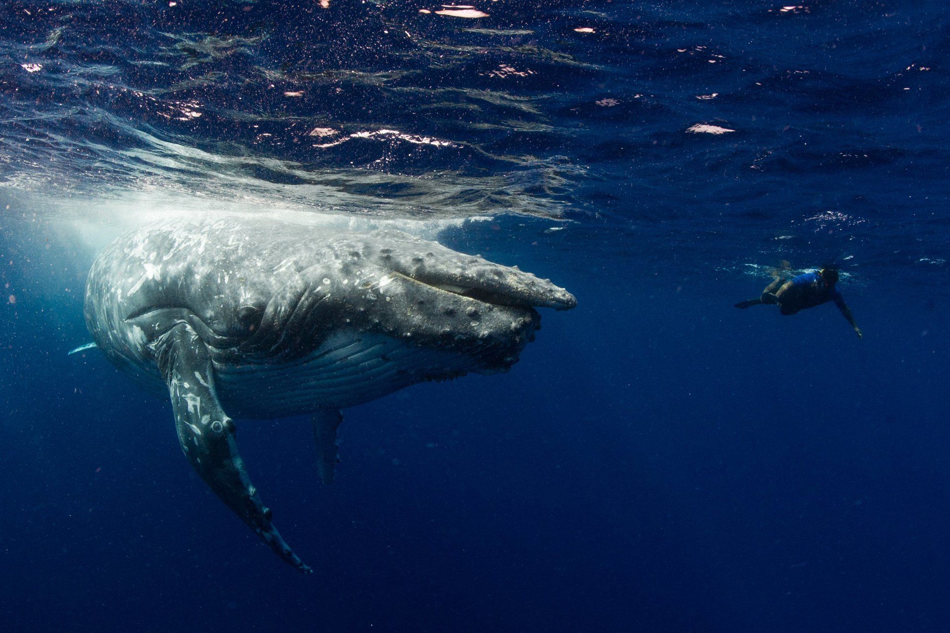 A whale with a Cleft palate and a snorkeler