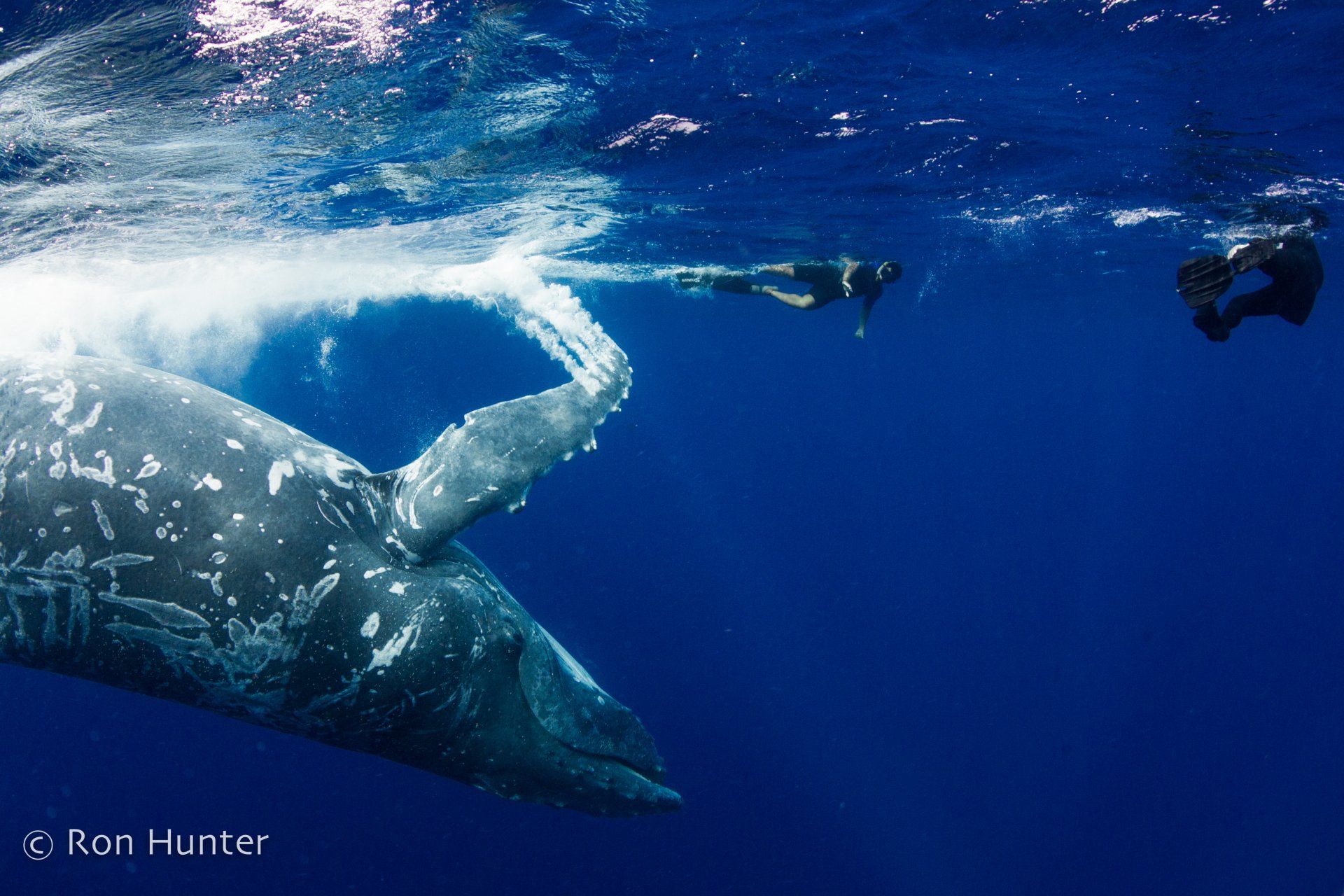 A whale playing with snorkelers at the surface