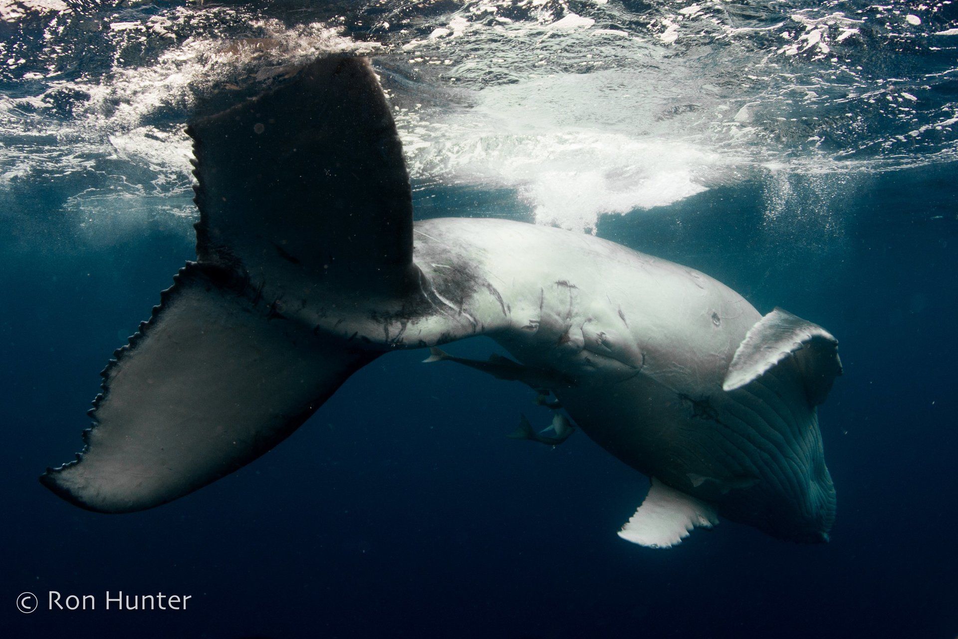 Adolescent Whale playing at the surface