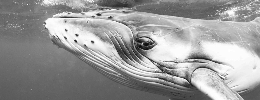 Ron Hunter Photographer, Humpback Whales Tonga 2017 whaledive.net