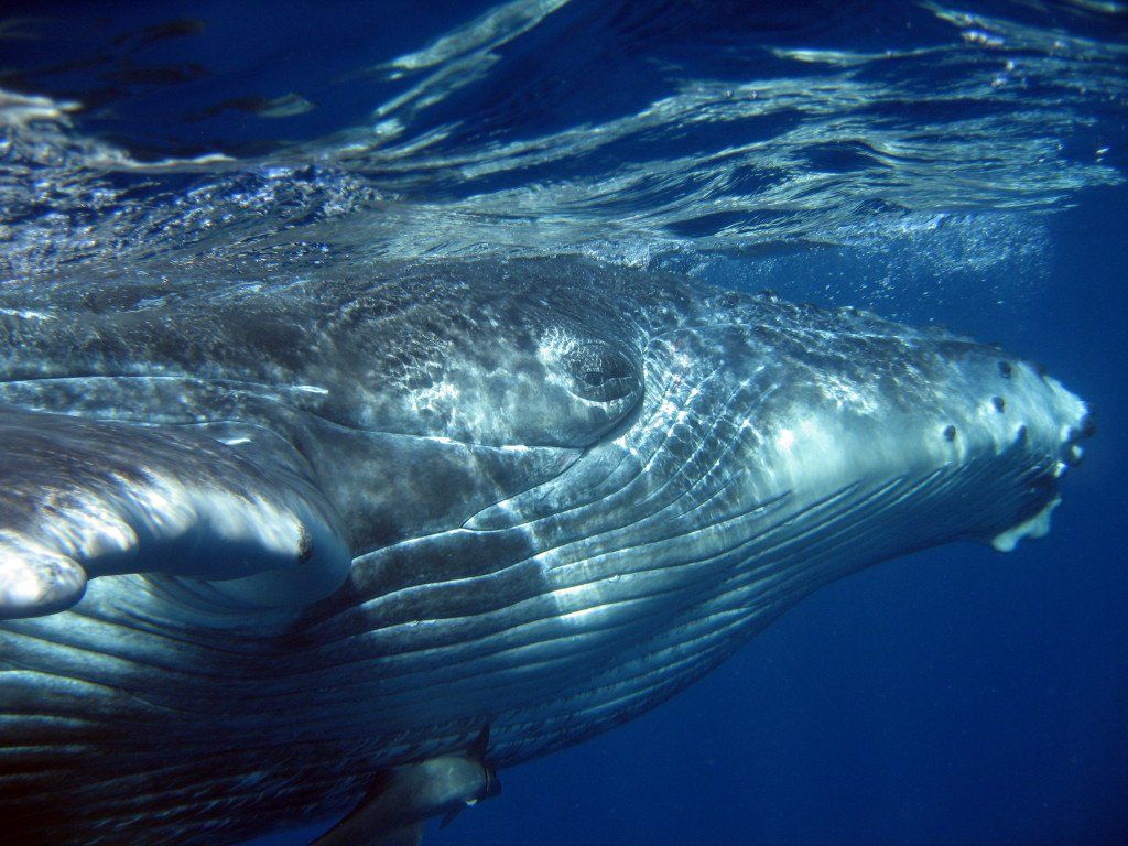 Close up of a Whale