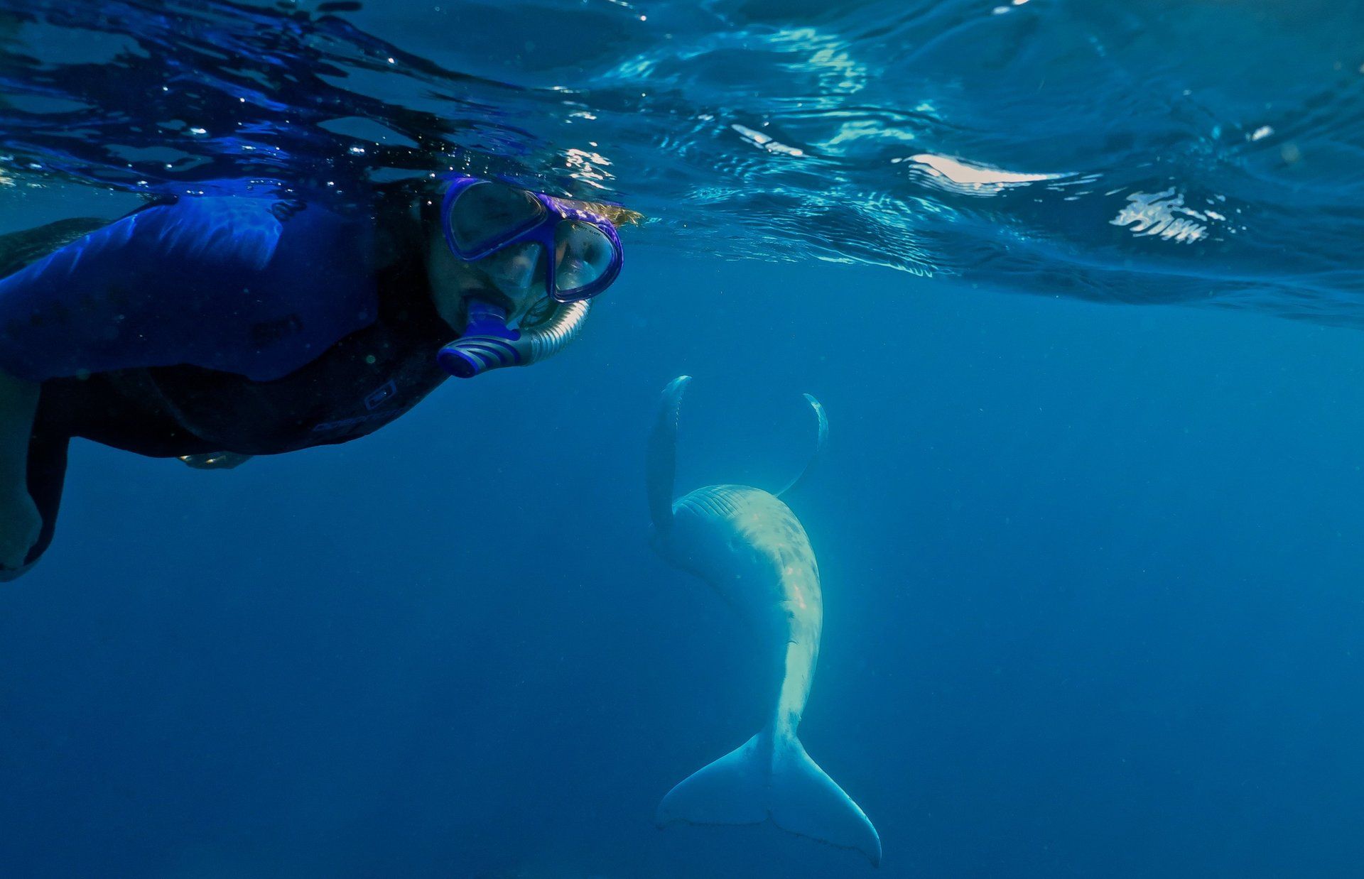 Snorkeler with a playful whale in the background