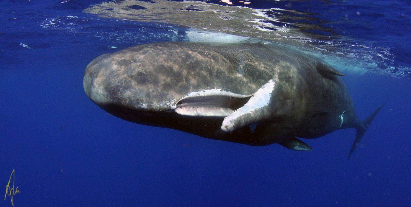 Dominica | Sperm Whale Expedition