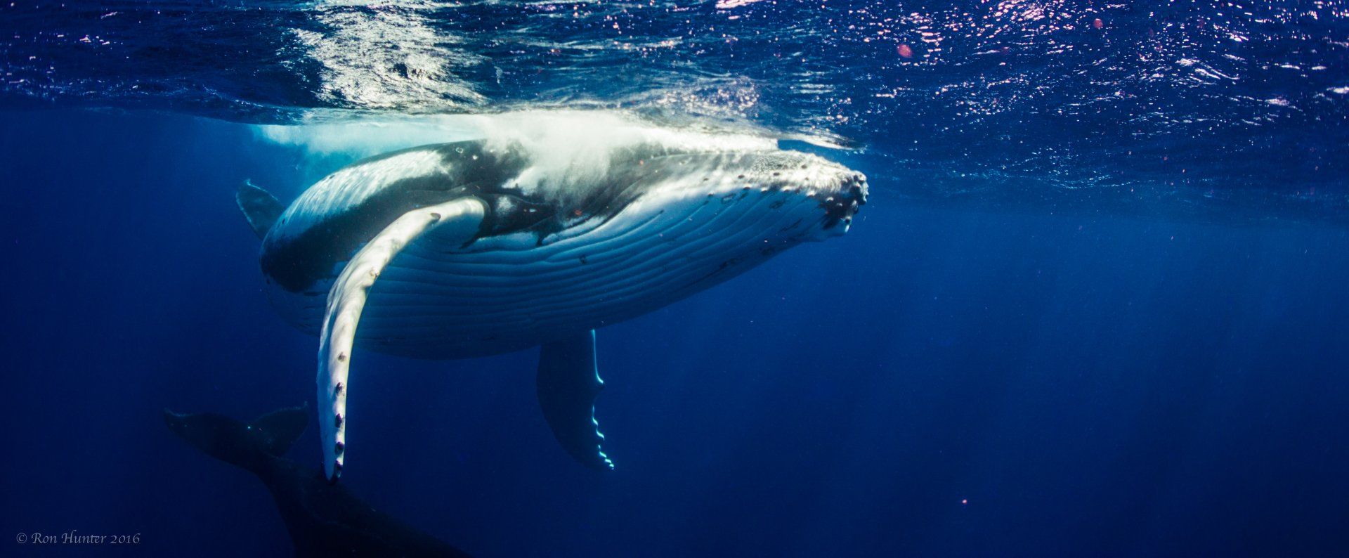 Whale swimming past, up close
