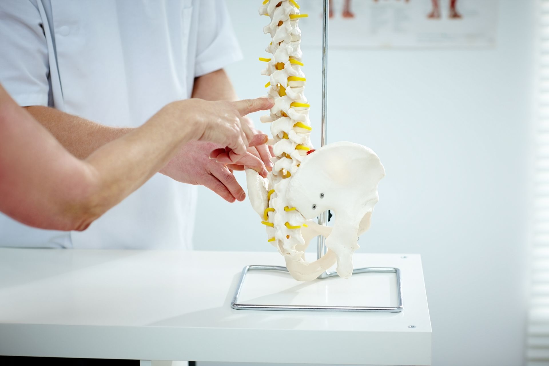 A person is pointing at a model of a spine and pelvis.