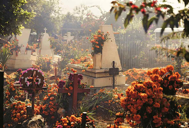 5 Unusual Facts You'd Want to Know About Funeral Flowers, Blog