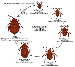 Bed bug life cycle — Davenport, IA — Iowa-Illinois Termite & Pest Control