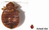 Bed bug actual size — Davenport, IA — Iowa-Illinois Termite & Pest Control