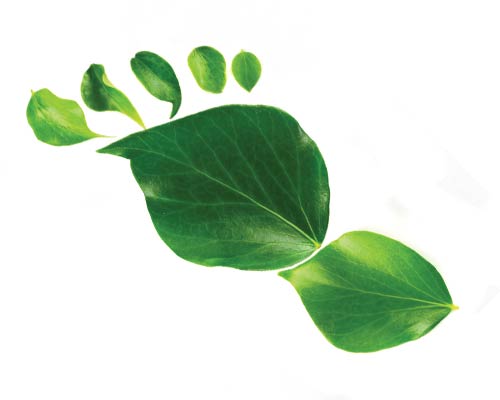 View of green leaves