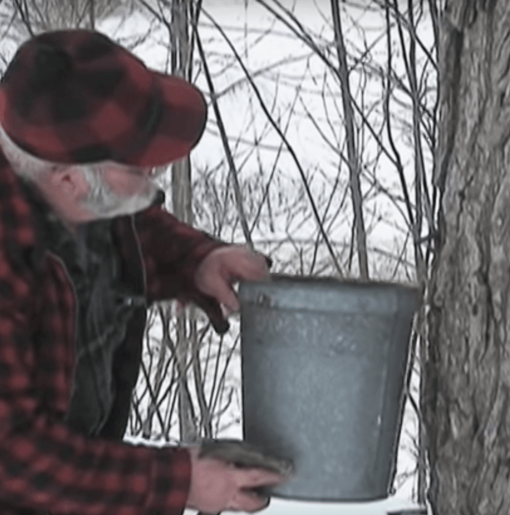 collecting maple sap in a bucket