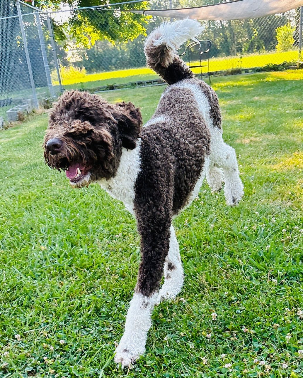 Dog with brown and white fur leaps joyfully across a grassy yard.