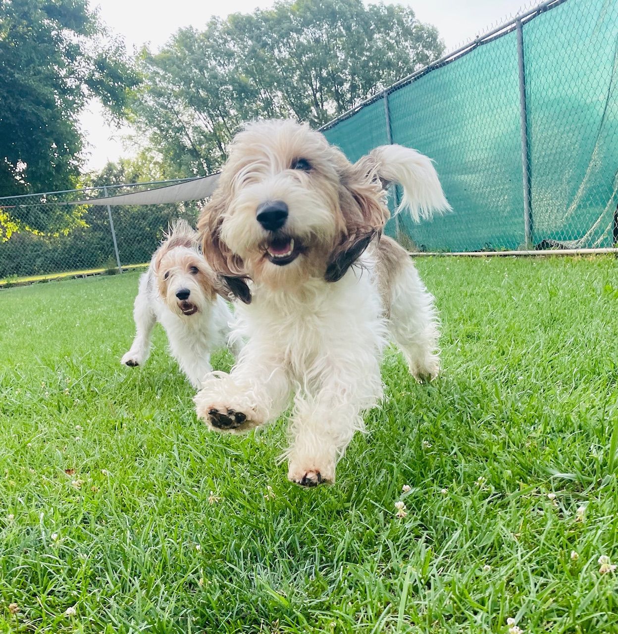 Two dogs with white and brown fur run on a grassy lawn with a fence.