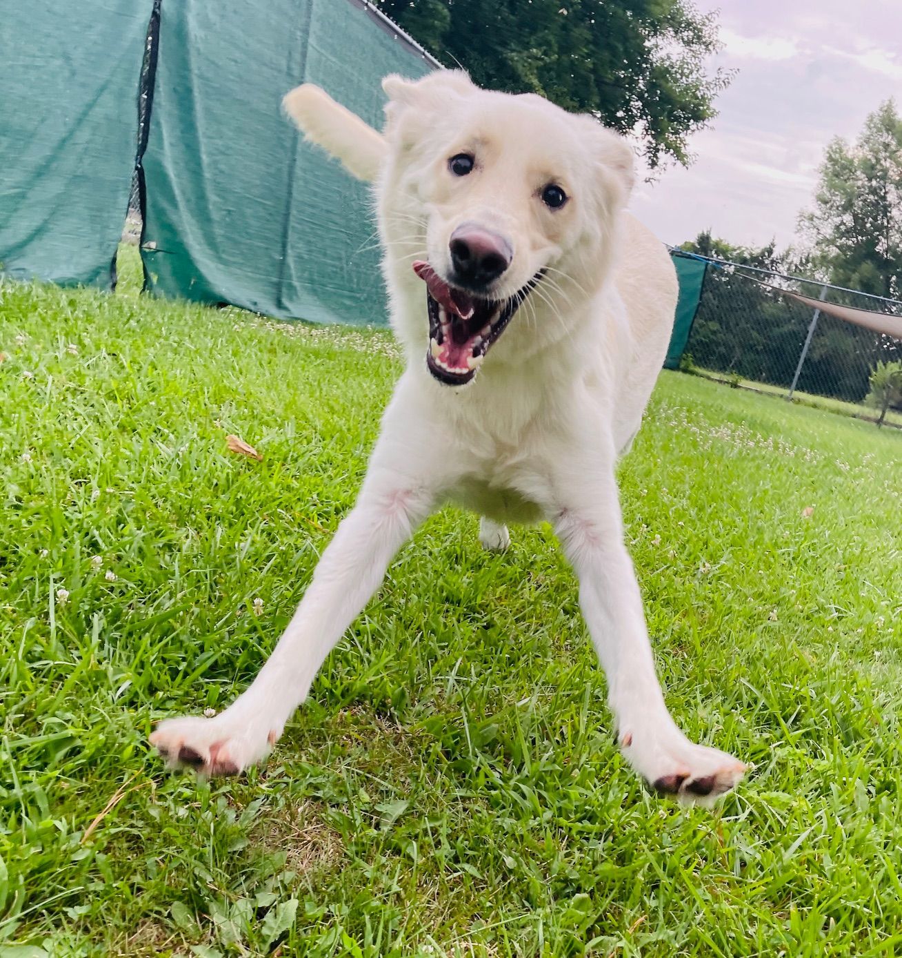 White dog running on green grass with mouth open, outdoors.