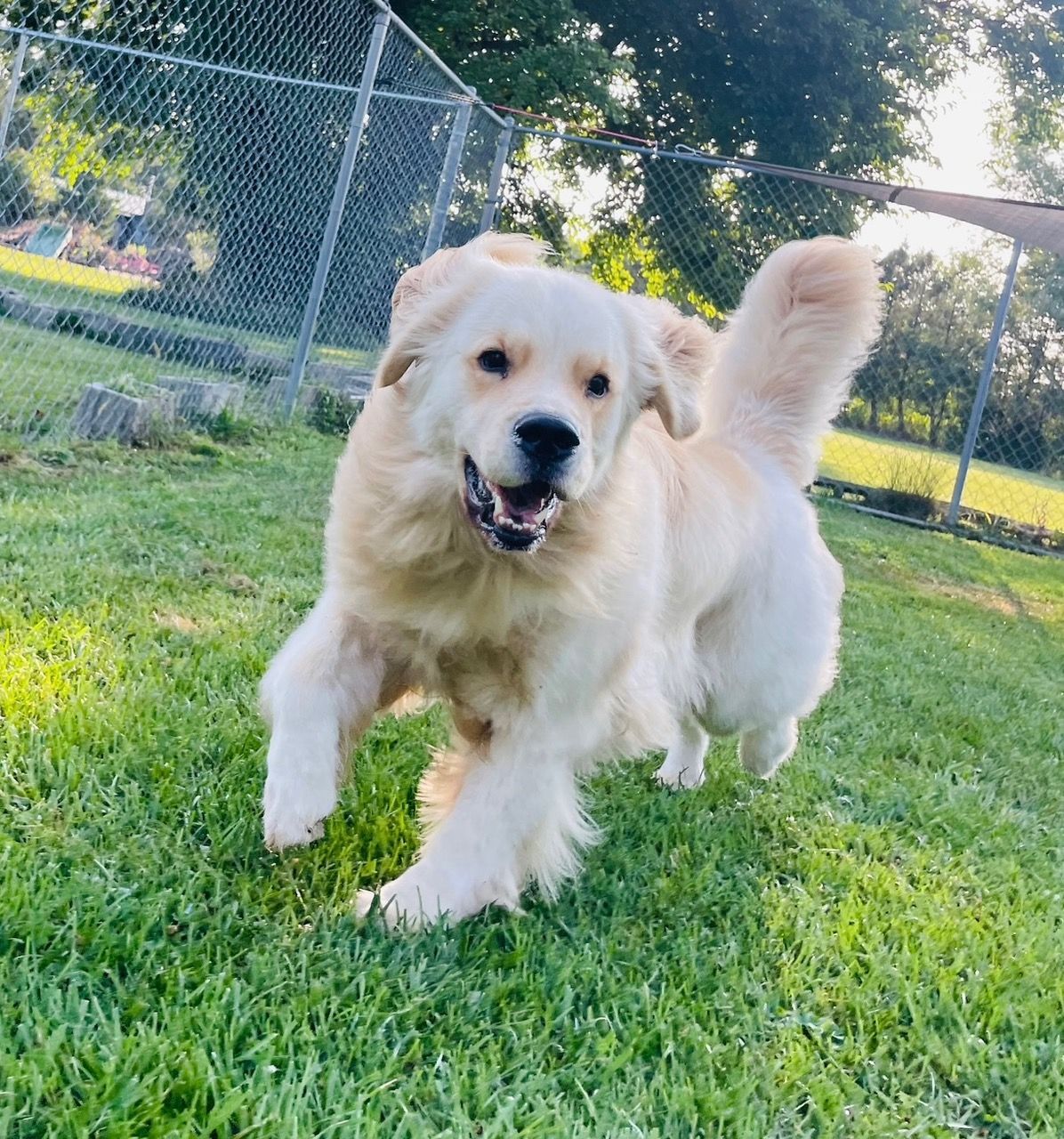 Golden retriever dog running on green grass, smiling with a chain link fence in the background.