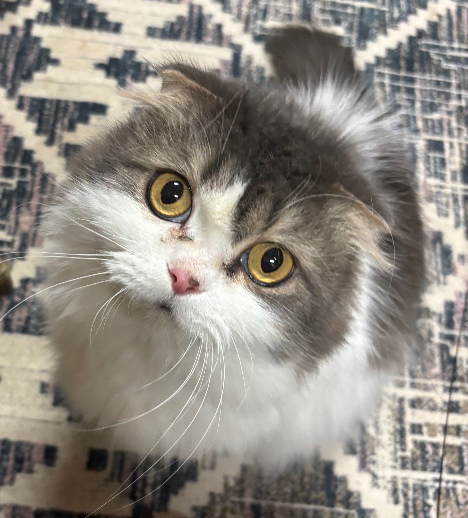 Fluffy gray and white Scottish Fold kitten with large yellow eyes looking up.