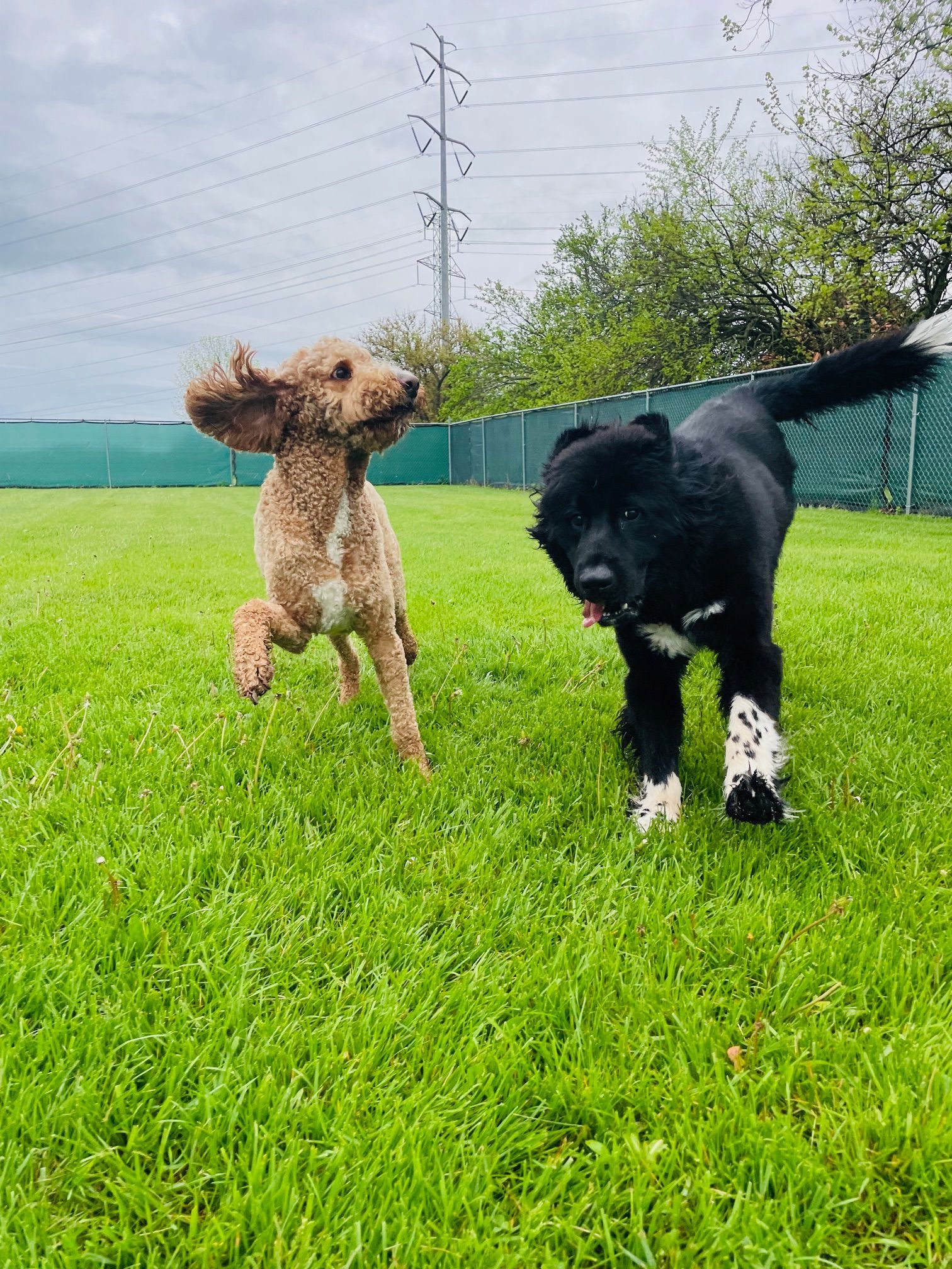 Two dogs, a tan poodle and a black and white dog, playing on green grass in a fenced area.