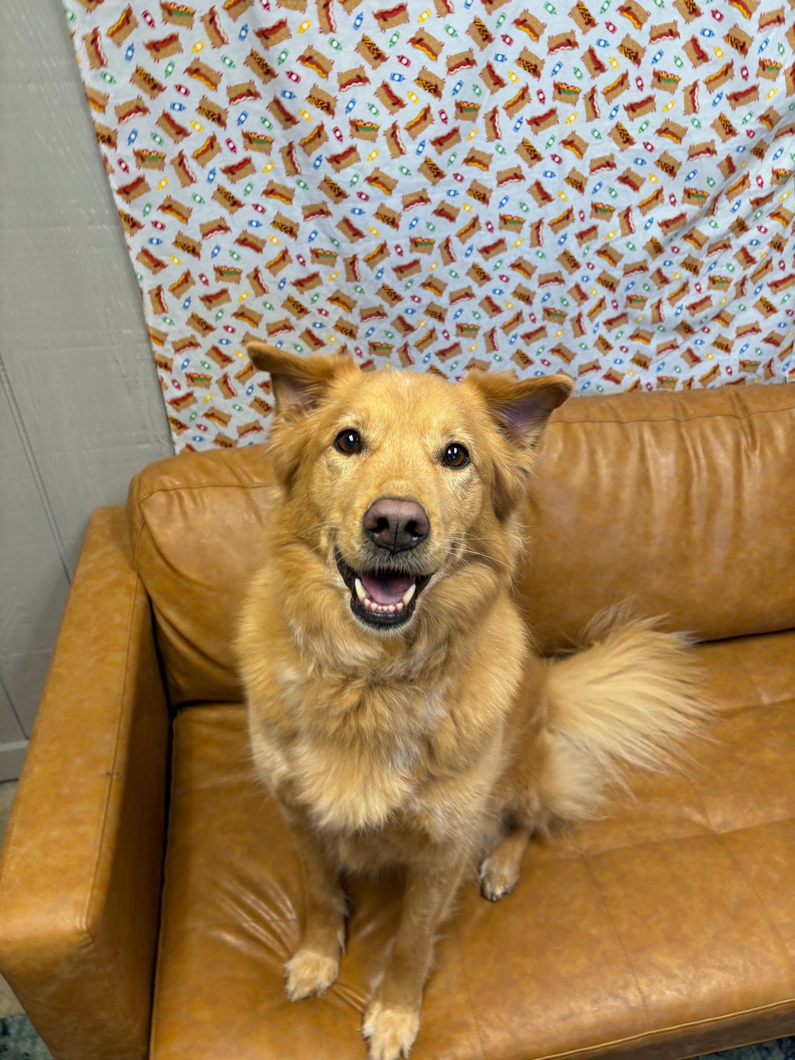 Golden-colored dog with a happy expression sits on a brown leather couch in front of a patterned backdrop.