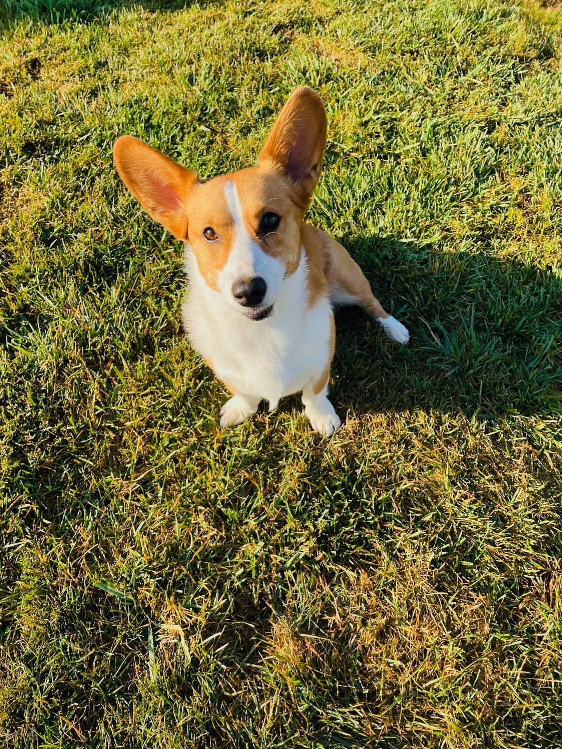 Corgi dog with large ears sitting in green grass, looking up, brown and white fur.