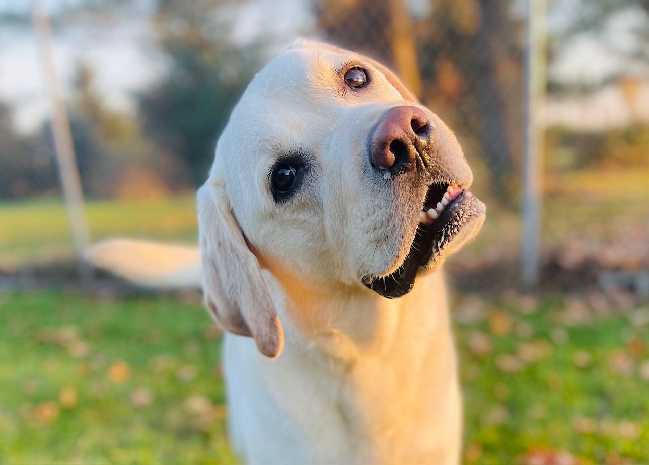 Yellow Labrador retriever tilting head, looking at camera in a sunny outdoor setting.