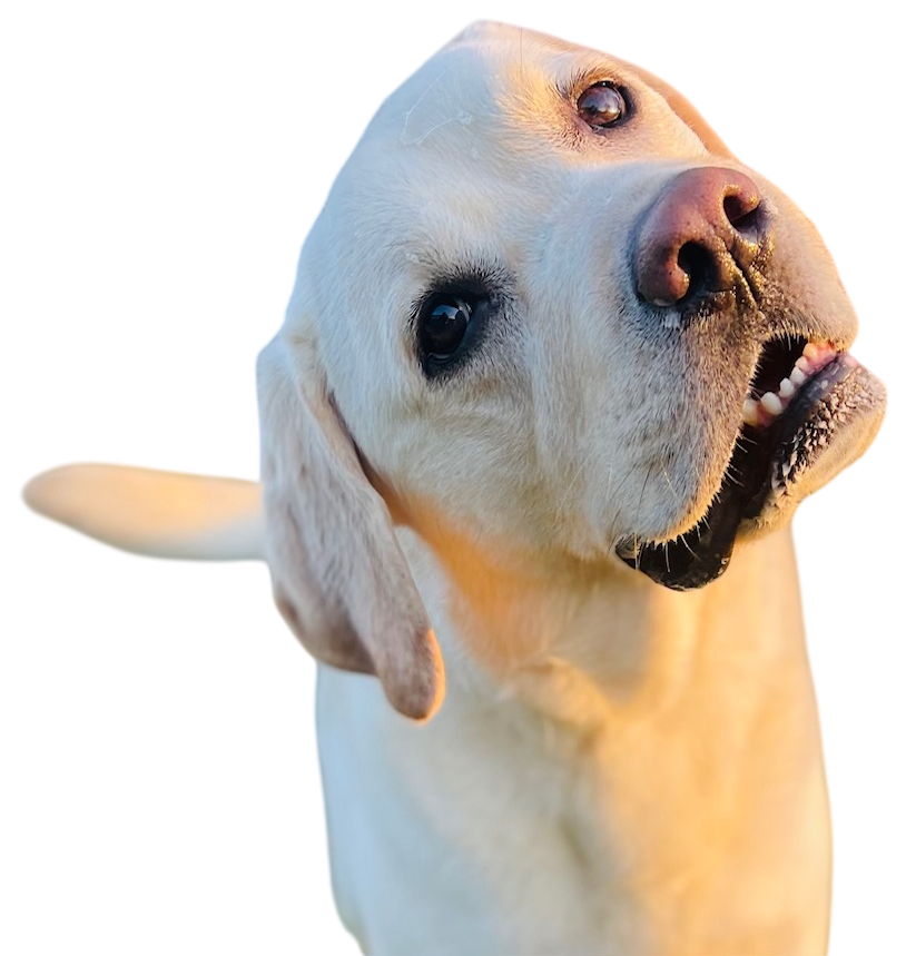 Yellow Labrador dog looking up with a tilted head, mouth slightly open.