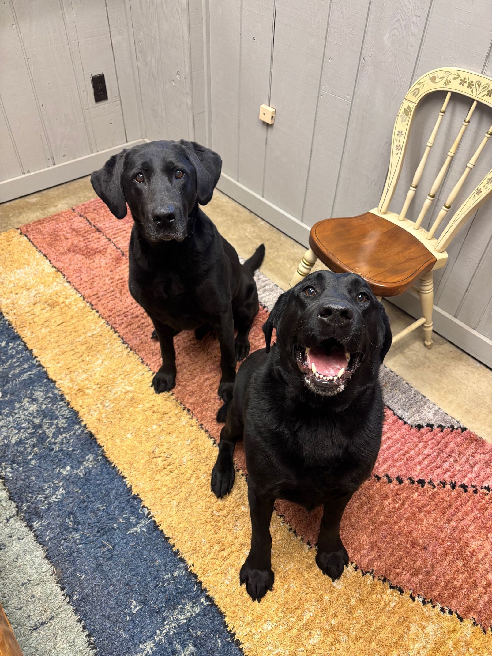 Two black Labrador dogs sit on a colorful rug. One dog is smiling. A chair is behind them.