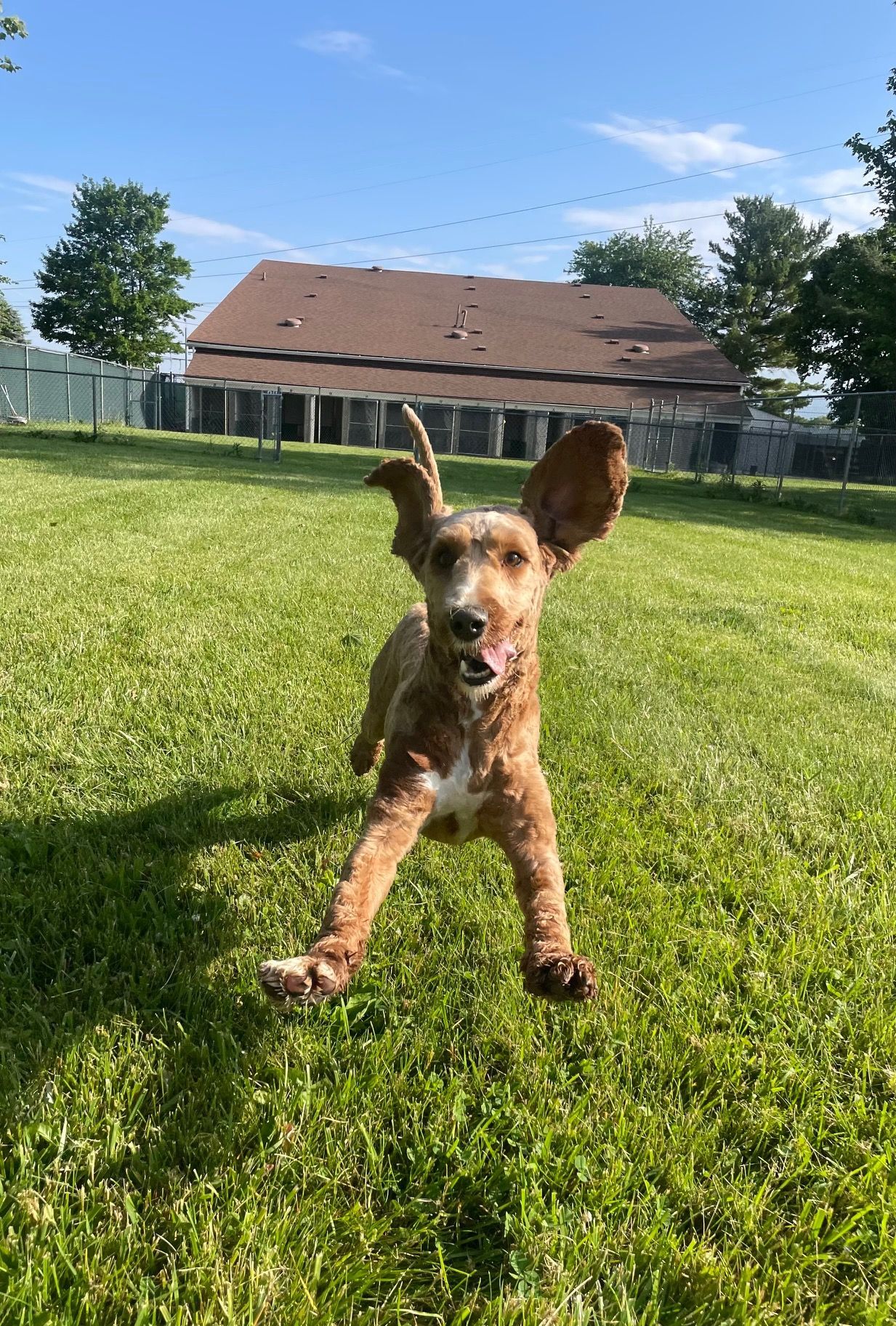 Brown dog with large ears running across green grass, a building in the background.
