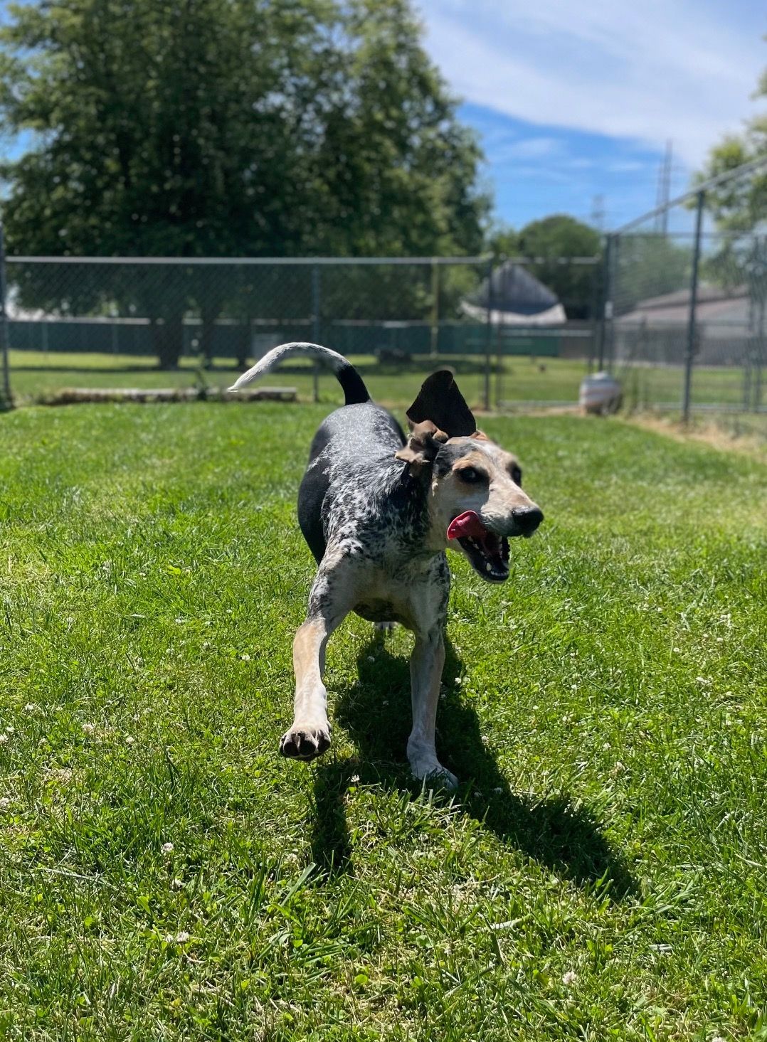 Dog running on green grass with mouth open, tongue visible, in a fenced yard on a sunny day.