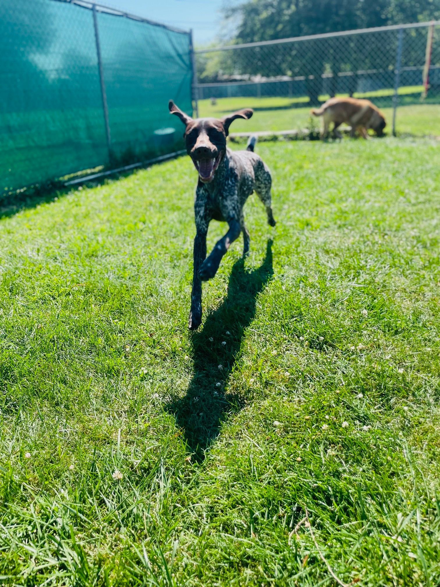 German Shorthaired Pointer running on grass, tongue out, in a sunny dog park.