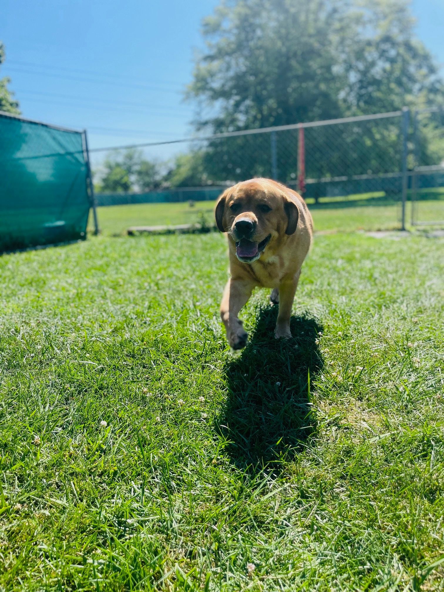 Golden dog walking toward the camera on a grassy lawn; sunny, outdoor setting.