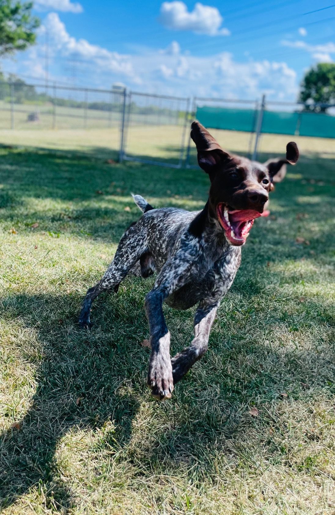 German Shorthaired Pointer running in a grassy field, mouth open. Brown and white coat, sunny day.
