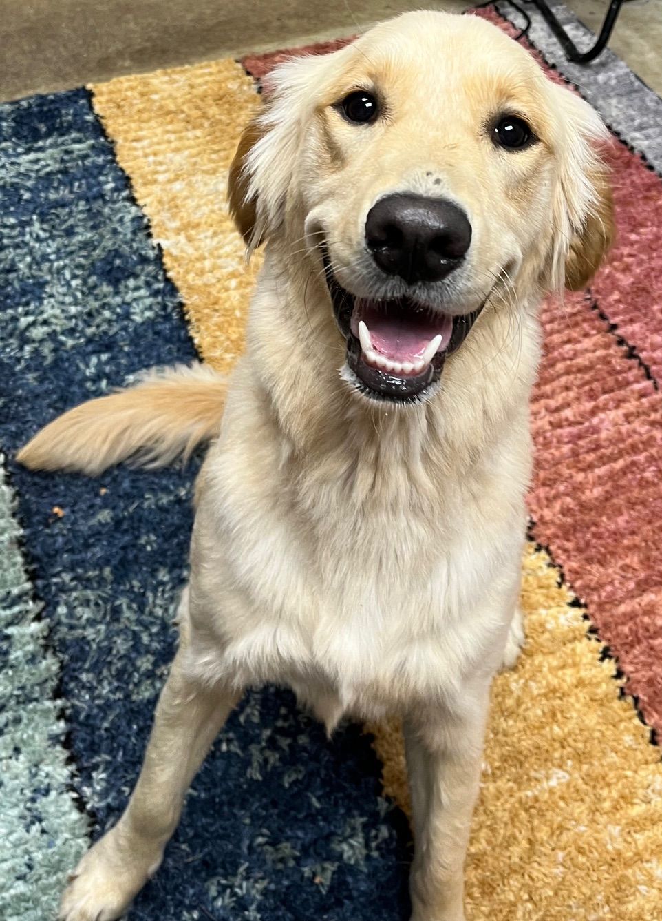 Golden retriever smiling, sitting on colorful striped rug.