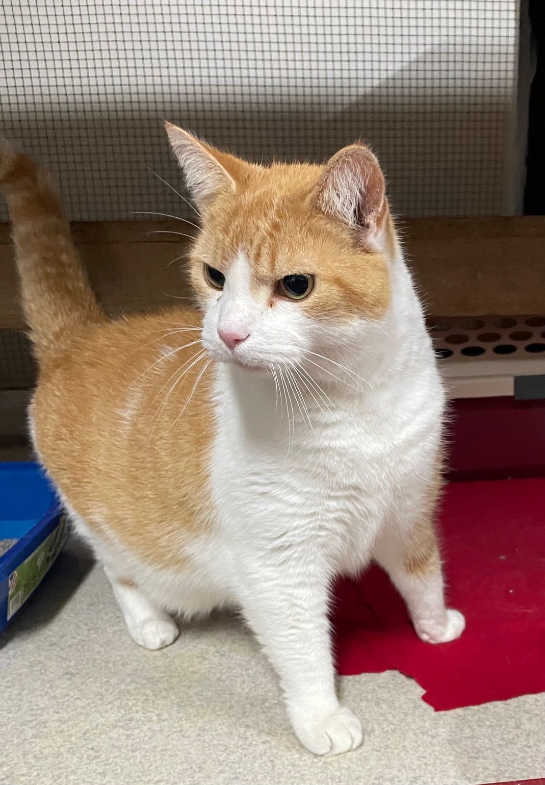 Orange and white cat standing on red surface, looking slightly to the side.