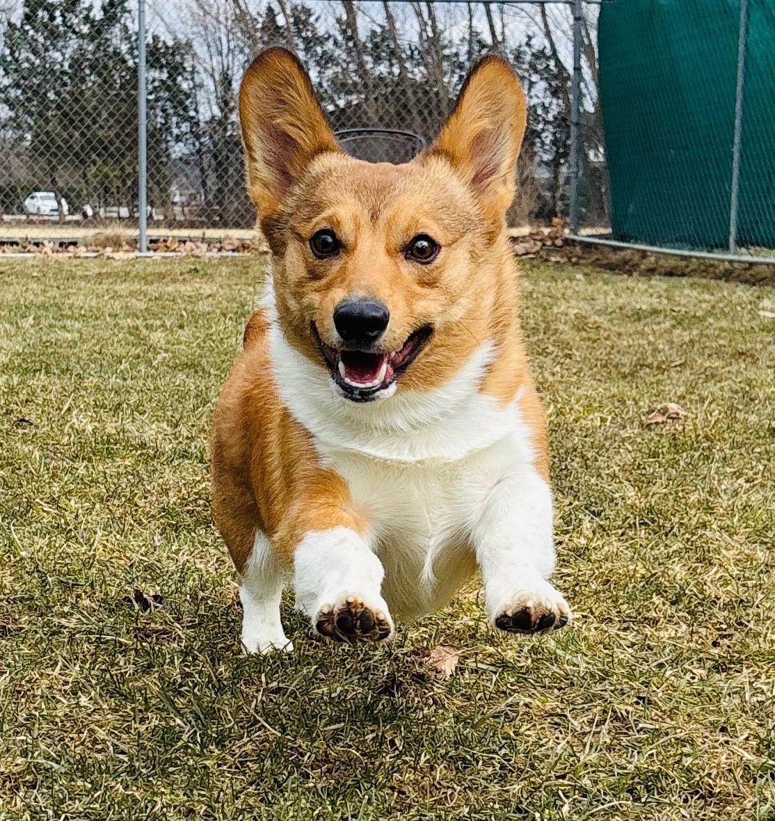Corgi dog running toward the camera on a grassy field with a happy expression; brown and white fur.