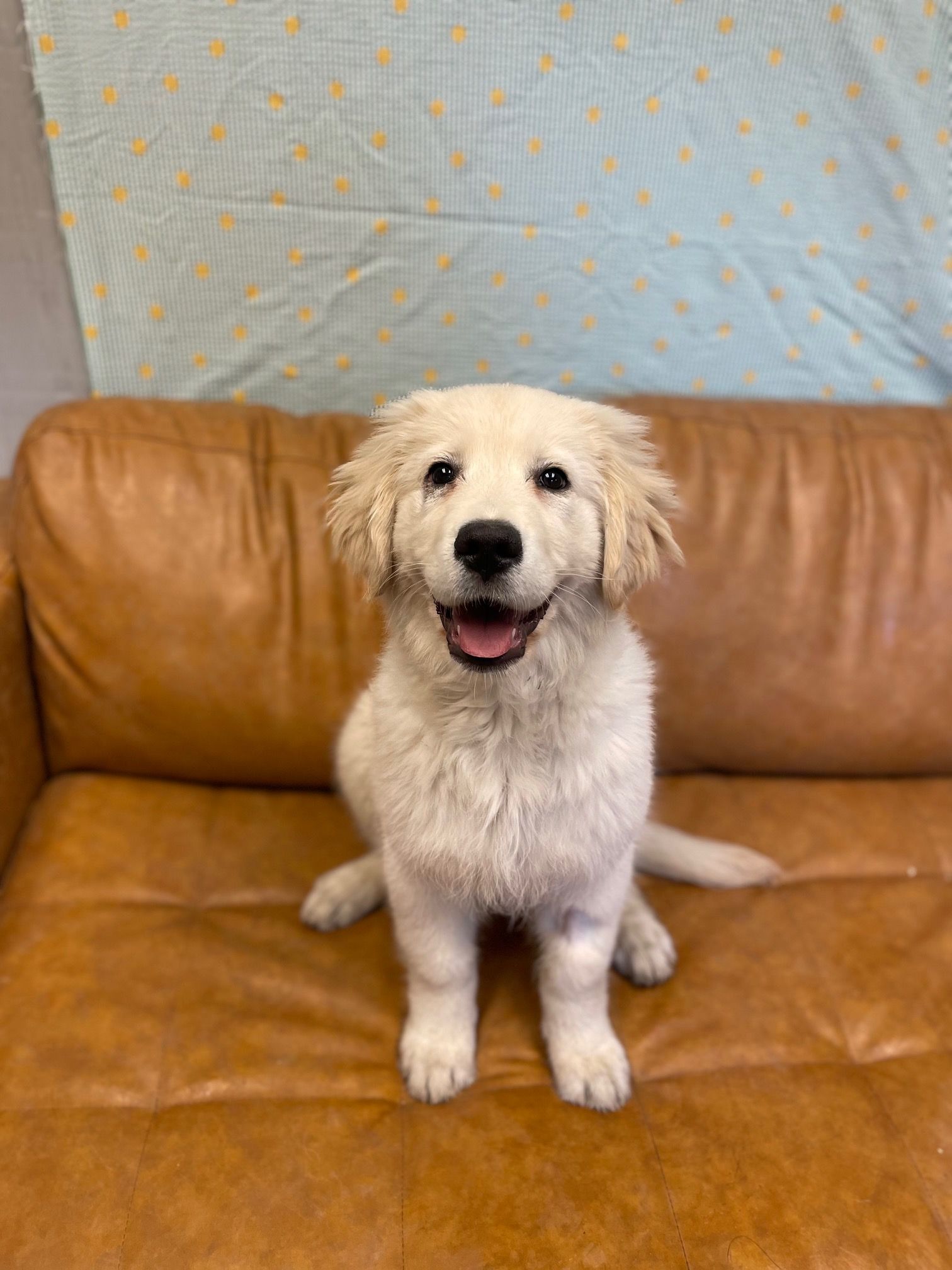 Happy white puppy sitting on a brown leather couch, smiling. Light blue patterned background.